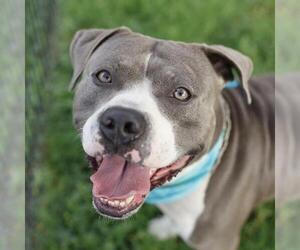 American Staffordshire Terrier-Unknown Mix Dogs for adoption in San Antonio, TX, USA