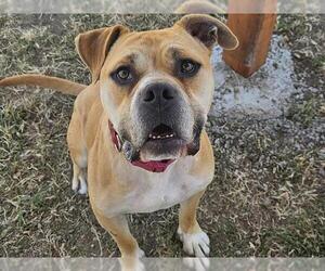 American Bulldog-Unknown Mix Dogs for adoption in Santa Cruz, CA, USA
