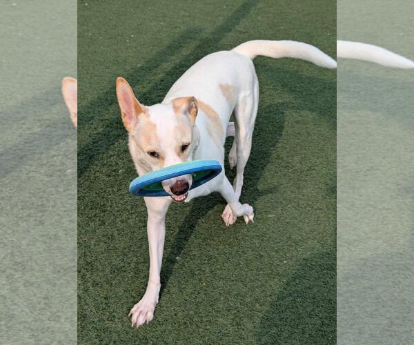 Medium Photo #15 Mutt Puppy For Sale in Rockwall, TX, USA
