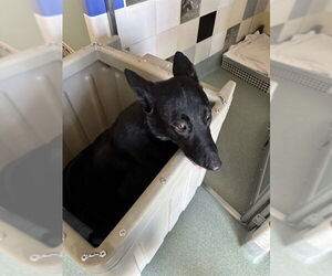 Mutt Dogs for adoption in Plano, TX, USA