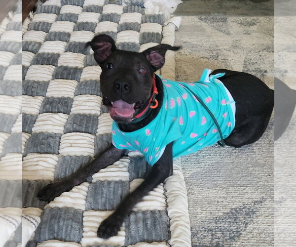 Medium Photo #1 American Pit Bull Terrier-Unknown Mix Puppy For Sale in Macon, MO, USA