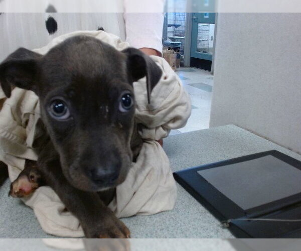 Medium Photo #1 Mutt Puppy For Sale in Oklahoma City, OK, USA
