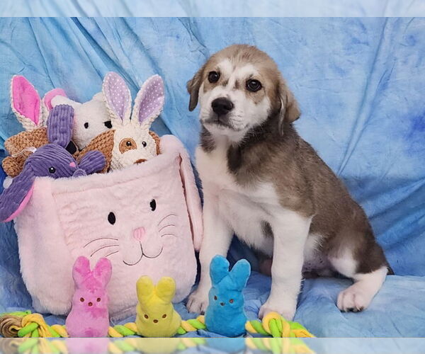 Medium Photo #1 Labsky Puppy For Sale in Wetumpka, AL, USA