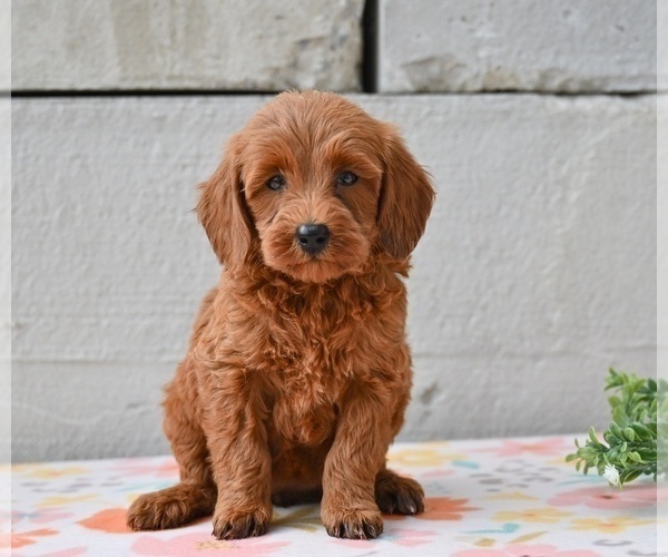 Medium Photo #1 Poodle (Miniature) Puppy For Sale in MILLERSBURG, OH, USA