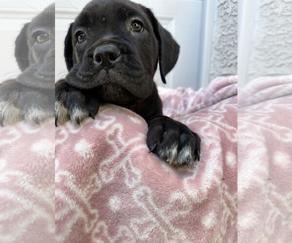 Medium Photo #7 Mutt Puppy For Sale in Goodyear, AZ, USA