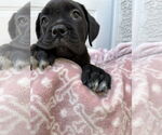 Small #6 Mutt
