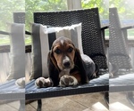 Small Photo #1 Basset Hound Puppy For Sale in PLATO, MO, USA