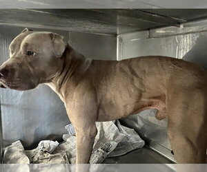 Mutt Dogs for adoption in Downey, CA, USA