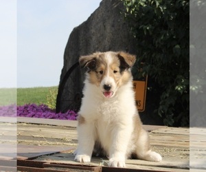 Collie Puppy for sale in FREDERICKSBURG, OH, USA