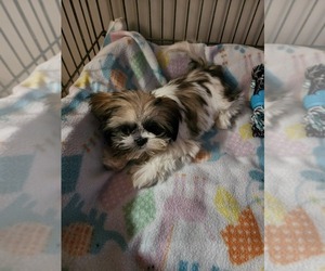 Shih Tzu Puppy for sale in KENT, OH, USA