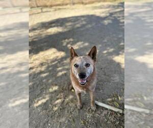 Australian Cattle Dog Dogs for adoption in Santa Maria, CA, USA