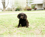 Small Photo #3 Boykin Spaniel Puppy For Sale in FITZGERALD, GA, USA