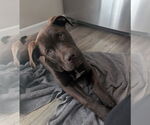 Small #4 Labrador Retriever Mix