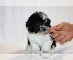 Small #12 ShihPoo