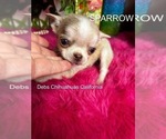 Small #7 Chihuahua