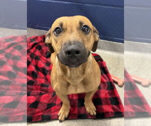 Mutt Dogs for adoption in Sterling, MA, USA