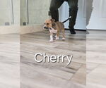 Small Labrador Retriever