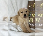 Small #4 Golden Retriever