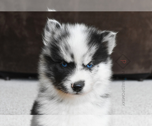 Pomsky Puppy for sale in KANSAS CITY, MO, USA