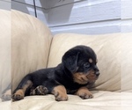 Small #10 Rottweiler