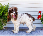 Small #6 Cockapoo