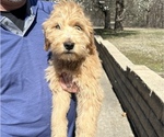 Small #4 Goldendoodle