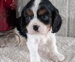 Puppy Bennett Cavalier King Charles Spaniel