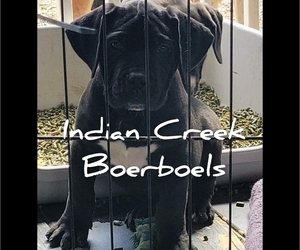 Boerboel Puppy for sale in CHESAPEAKE, VA, USA