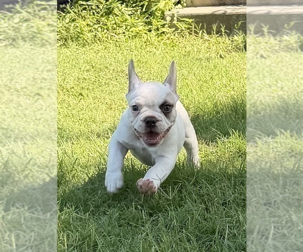 Medium Photo #3 French Bulldog Puppy For Sale in CUSHING, OK, USA