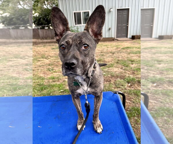 Medium Photo #5 French Bulldog-Unknown Mix Puppy For Sale in Dana Point, CA, USA