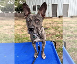 Heidi - Female French Bulldog-Unknown Mix Dog for Adoption - Photo #5