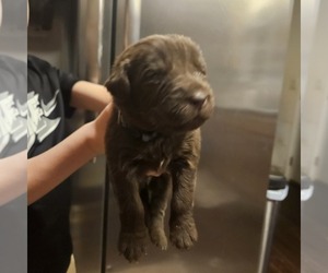 Newfoundland Puppy for sale in LIZELLA, GA, USA
