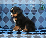 Small Photo #55 Bernese Mountain Dog Puppy For Sale in HARRISONBURG, VA, USA