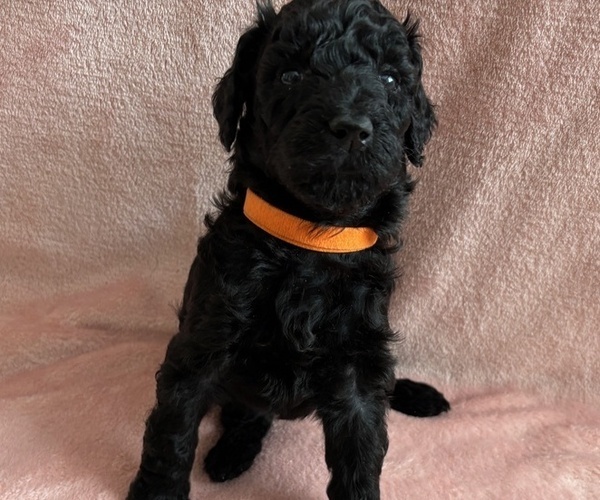 Medium Photo #15 Poodle (Standard) Puppy For Sale in TEMECULA, CA, USA