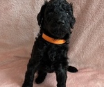 Small #3 Poodle (Standard)