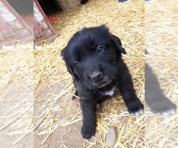 Medium Photo #1 Saint Bernard Puppy For Sale in CRAIG, CO, USA