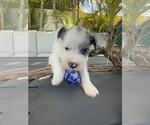 Small #1 Schnauzer (Miniature)