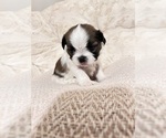 Small Photo #4 Shih Tzu Puppy For Sale in HEMET, CA, USA