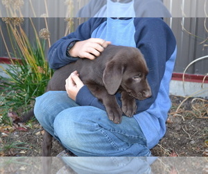 Labrador Retriever Puppy for Sale in GREENWOOD, Wisconsin USA