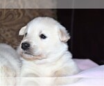 Small Photo #2 Labrador Retriever-Samoyed Mix Puppy For Sale in SUGAR CITY, ID, USA