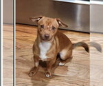 Small #2 Chihuahua