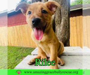 Chow Chow-Unknown Mix Dogs for adoption in Pensacola, FL, USA