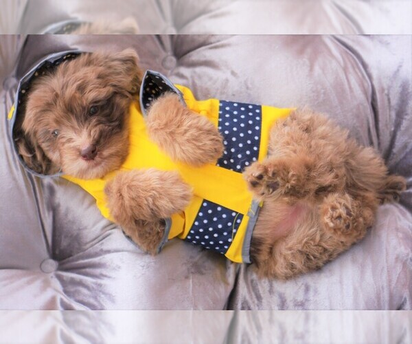 Medium Photo #2 Aussiedoodle Puppy For Sale in EDMOND, OK, USA