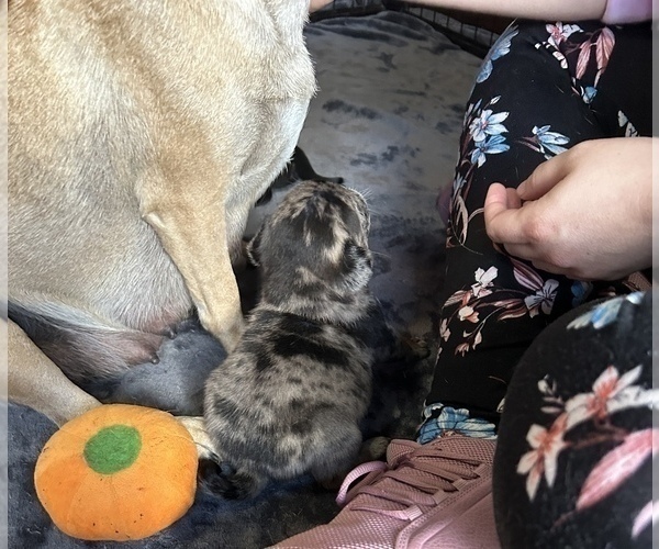 Medium Photo #5 Pug Puppy For Sale in BLOOMINGTON, IL, USA