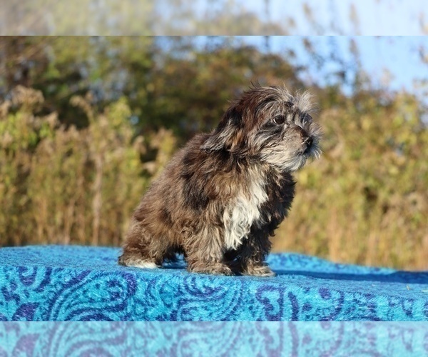 Medium Photo #32 ShihPoo Puppy For Sale in DYERSBURG, TN, USA