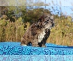 Small #31 ShihPoo