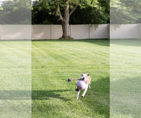 Medium Photo #21 Mutt Puppy For Sale in Crete, IL, USA
