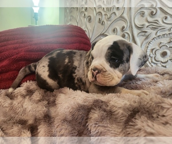 Medium Photo #17 Bulldog Puppy For Sale in FAIRFIELD, IA, USA