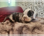 Small Photo #17 Bulldog Puppy For Sale in FAIRFIELD, IA, USA