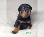 Puppy Phil Rottweiler